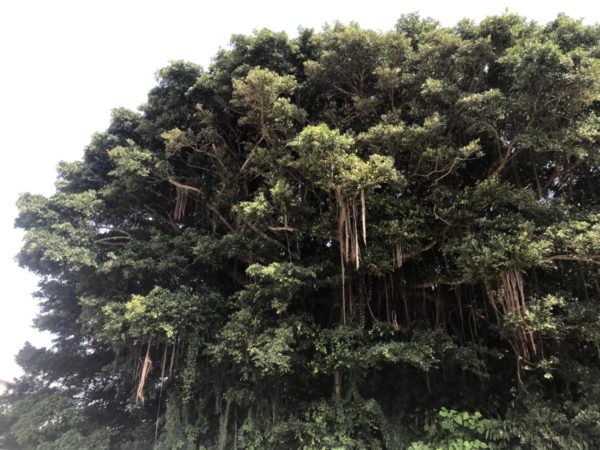 ガジュマルの木気根
