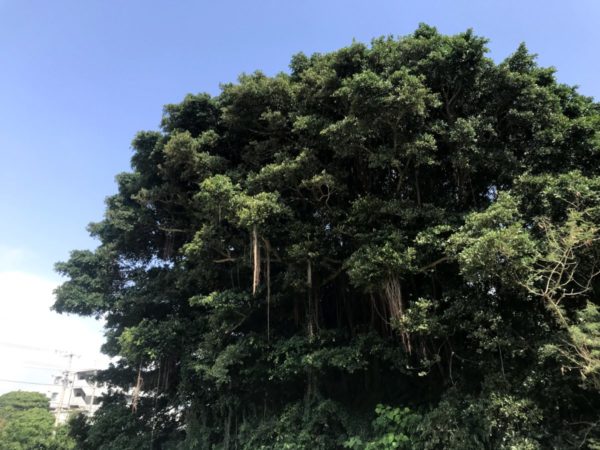 ガジュマルの大樹