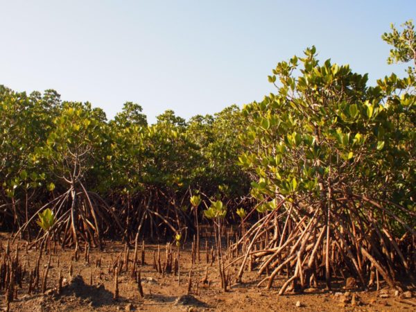 小浜島マングローブ