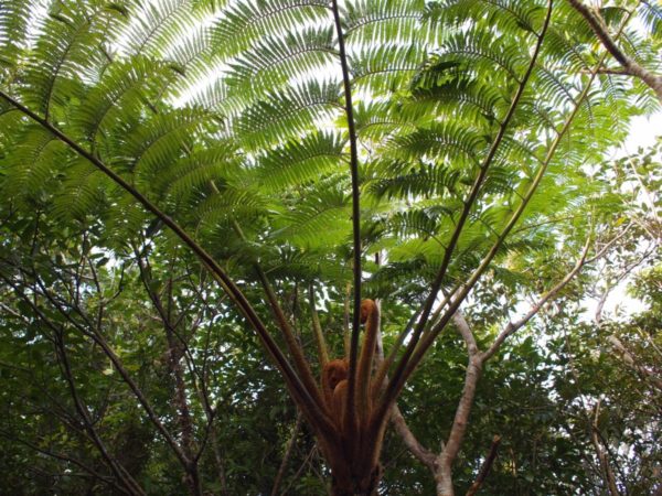 バンナ公園シダ植物