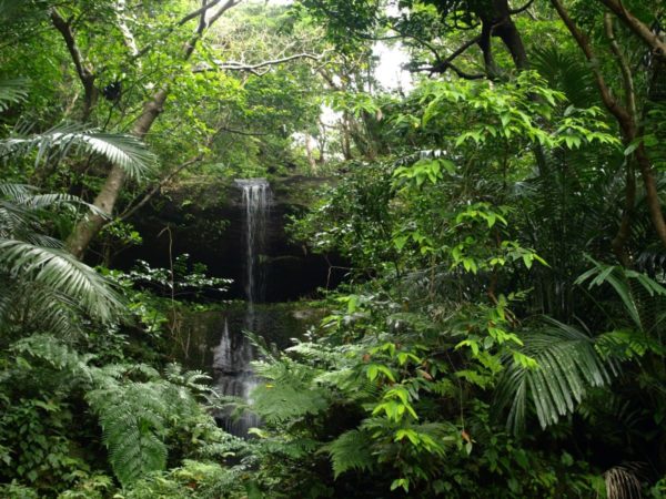 西表島浦内川トレッキング