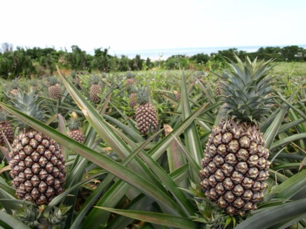 西表島パイナップル