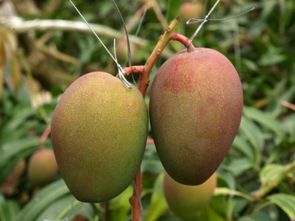 西表島マンゴー