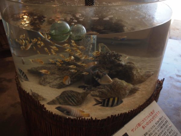 黒島研究所魚水槽
