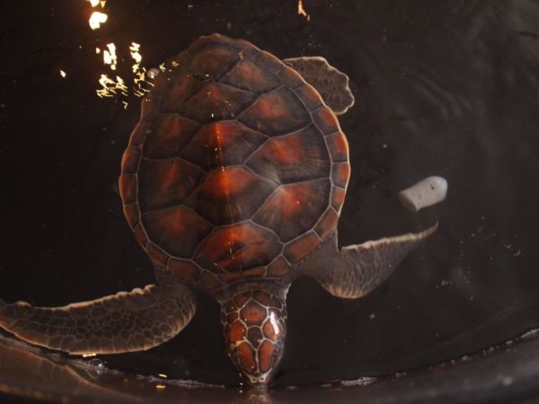 黒島研究所ウミガメ