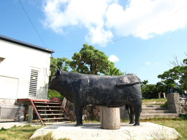 黒島ハートランドの牛
